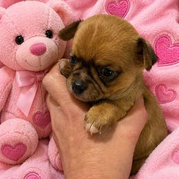 Danica - Chocolate sabled fawn female Chihuahua puppy in Kyle, Texas from joy of chihuahuas tx