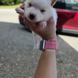 Nemo - White male Pomeranian puppy in Chattanooga, Tennessee from Valley Poms