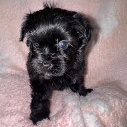 Purple Collar - Liver female Yorkshire Terrier puppy in Flowood, Mississippi from Prissy PawPals