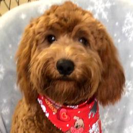 Scarlett - Goldendoodle