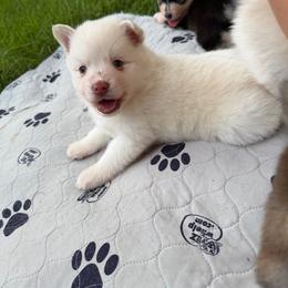 Gus McCrae - White male Pomsky puppy in Blue Earth, Minnesota from Blue Sky Pomsky