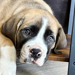 Hattie- Pink Collar - Irish marked female Boerboel puppy in Pearce, Arizona from Desert Stronghold Boerboels