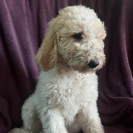 Brownie - Parti male Goldendoodle puppy in Lowville, New York from Adirondack Labradoodles