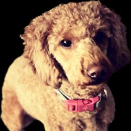Ruby - Goldendoodle