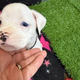 Black - White female Boxer puppy in Evington, Virginia from Boxer Tails