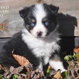 Karen - Black tri female Miniature Australian Shepherd puppy in Patterson, North Carolina from DreamLine Aussies