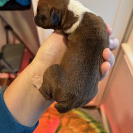 Male 3 - Fawn male Boxer puppy in Charleston, Arkansas from Guardian Kennels