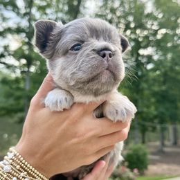 Boy 4 - male French Bulldog puppy in Fortson, Georgia from Diplomat Frenchies