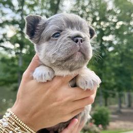 Boy 4 - male French Bulldog puppy in Fortson, Georgia from Diplomat Frenchies