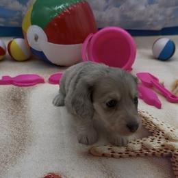 Blue Based Cream Dapple Longhair Girl - Cream female Dachshund puppy in Killeen, Texas from Southern Dachshunds