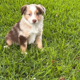 Dusty Rose - Red merle female Miniature Australian Shepherd puppy in Pasadena, Texas from Janet Opre-Mittendorf Moss Hill Aussies