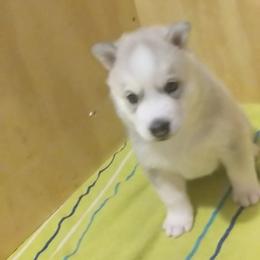Siberian Husky Puppies from Tranton Kennels