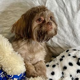 Mercy - Shih Tzu
