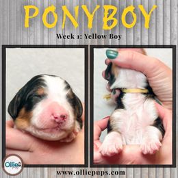 Ponyboy - Tri-color male Bernedoodle puppy in Boiling Springs, South Carolina from OlliePups, LLC