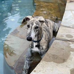 Lurcher and Whippet Puppies from River Valley Canines