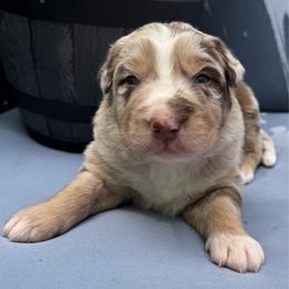 Cilantro - Red merle male Australian Shepherd puppy in Tuftonboro, New Hampshire from Aussies Edge Farm