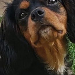 Cavalier King Charles Spaniels from Royal Paradise Cavaliers of Hawaii