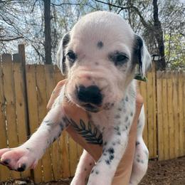 Green - White and black male Dalmatian puppy in Demorest, Georgia from Dixon Dalmatians