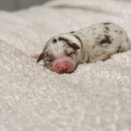 Willow AKC - Red merle female Australian Shepherd puppy in Polk City, Florida from Skaky Shepherds