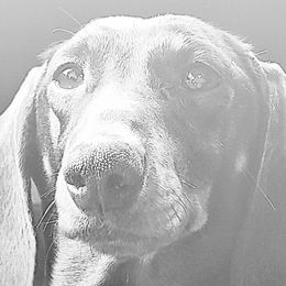Mabel - Dachshund