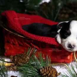 Stella - Black tri female Miniature American Shepherd puppy in Kalama, Washington from Lone Pine Miniature American Shepherds