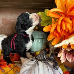 Harvest - Black and white male Bernedoodle puppy in Gilbert, Arizona from The Berne Barn... it’s a Doodle thing!