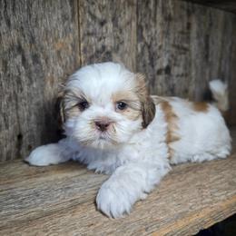 Twinkie - Liver and white male Shih Tzu puppy in Mountain Grove, Missouri from Precious Puppies