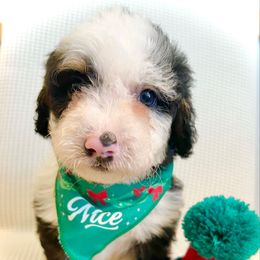 BENEDICT - Tri-color male Bernedoodle puppy in Houston, Texas from Pia’s Doodle Poodle Wag