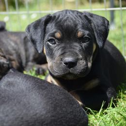 Cane Corso from Brandi Miller