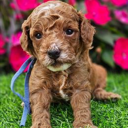 Cash - Red  male Poodle puppy in Salem, Missouri from Meadowbrook Poodles