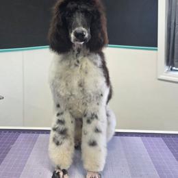 Feta - Parti female Poodle puppy in Parker, Colorado from Pawsh K9’s