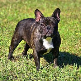 Caly - French Bulldog