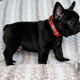 French Bulldog Puppies from A & B French Bulldogs