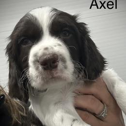 Axel - Liver and white male English Springer Spaniel puppy in Clear Lake, South Dakota from Coteau Springers