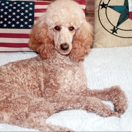 Poodles from M and M Standard Poodles