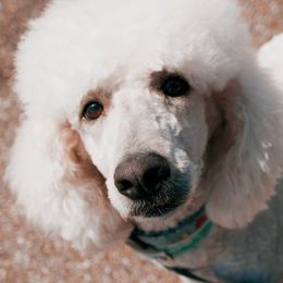 Golden Retrievers and Poodles from St. Barx Kennel Company