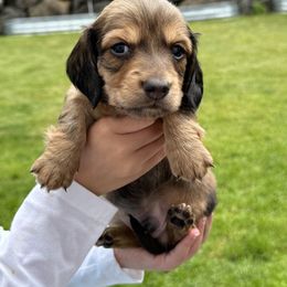 Mario - Red male Dachshund puppy in Bonney Lake, Washington from HP Dachs