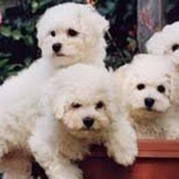 Bichon Frise All Grown Up from Legend Bichons