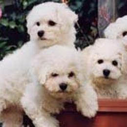 Bichon Frise All Grown Up from Legend Bichons