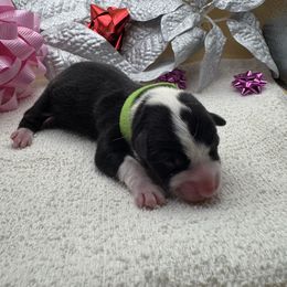 Garland - Black and tan female Pembroke Welsh Corgi puppy in Ruidoso, New Mexico from Ruidoso's Crowned Companions
