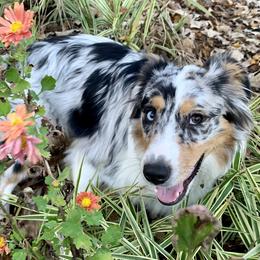 Cedar - Australian Shepherd