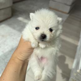 Boy2 - Cream male Pomeranian puppy in Meridian, Idaho from Precious poms
