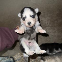 Boy 2 - Black and white male Siberian Husky puppy in Iron River, Wisconsin from Wiemeri Siberians