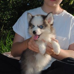 Toro - Tri-color male Pomsky puppy in Fort Laudardale, Florida from Pomsky Florida