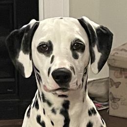 Nova  - Dalmatian