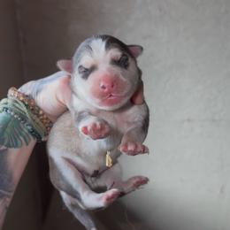 Boy 1 - Sable and white male Siberian Husky puppy in Iron River, Wisconsin from Wiemeri Siberians