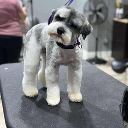 Miniature Schnauzer Puppies from Enchanted Paws