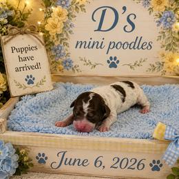 Boy 2 - Parti male Poodle puppy in Pawtucket, Rhode Island from Ds_minidoodles