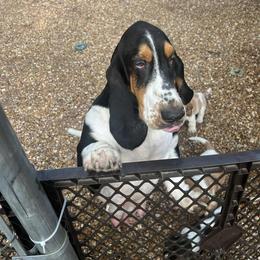 Taryn - Basset Hound