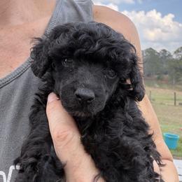 Jasmine - Black female Poodle puppy in Birmingham, Alabama from Stormborn